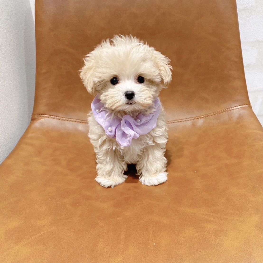 あざと可愛いマルプーちゃん😍😍ペットショップ犬の家近江八幡店
